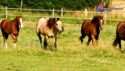 GB Quarter Horses-Gregory Legrand
