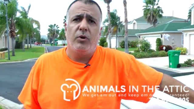 Rats living in closet pantry - Indian Harbour Beach 321-614-6005 Animals in the Attic Brevard