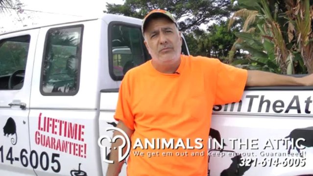 Wildlife Control & Removal - Our Lifetime Guarantee - Animals in the Attic 321-614-6005