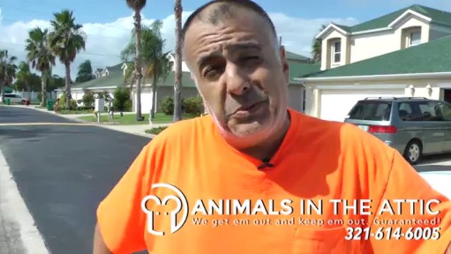 Get rid of Wildlife and Rats Inside Your Home - 321-614-6005 Animals in the Attic Melbourne FL