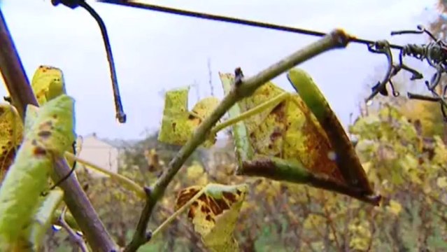 Côte-d’Or : un viticulteur refuse de traiter ses vignes avec des insecticides.