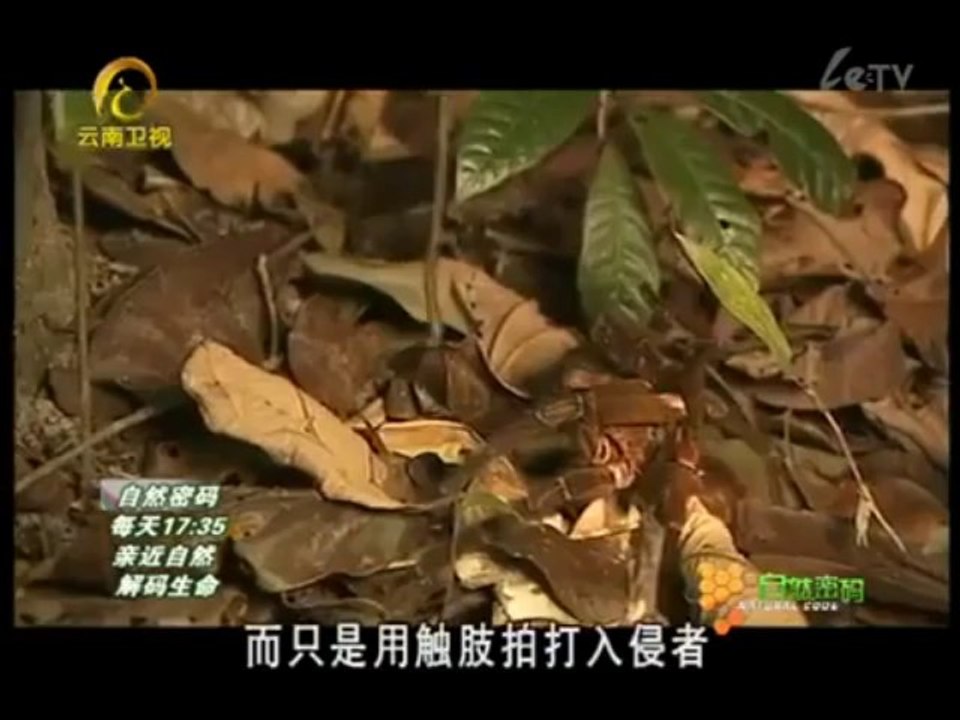 20110910《自然密碼》_蜘蛛之城