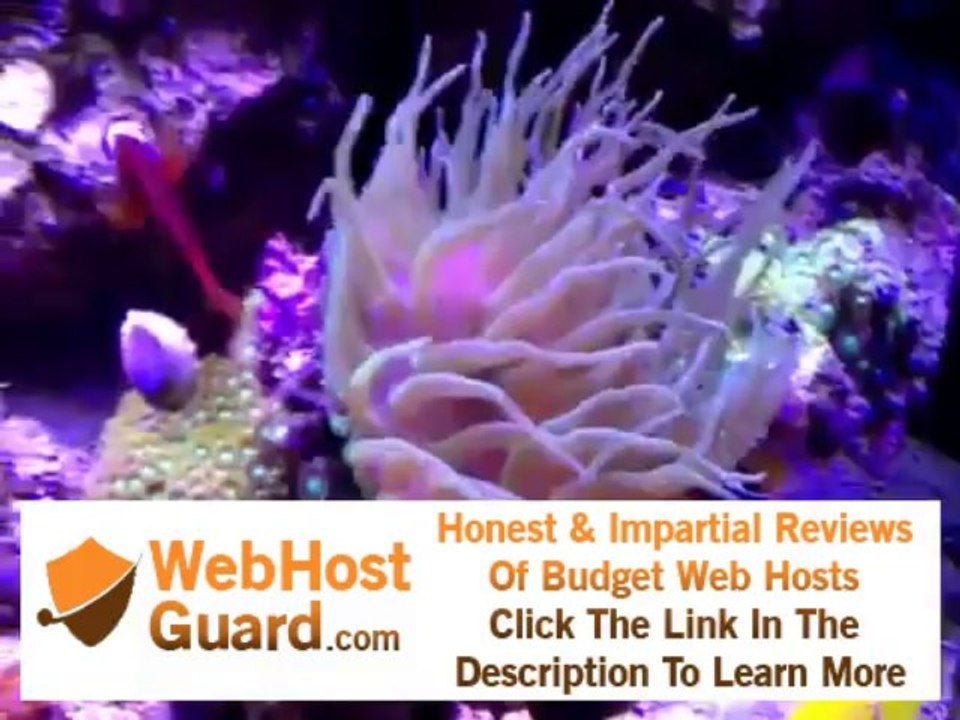 Perculas clowns hosting pagoda cup coral