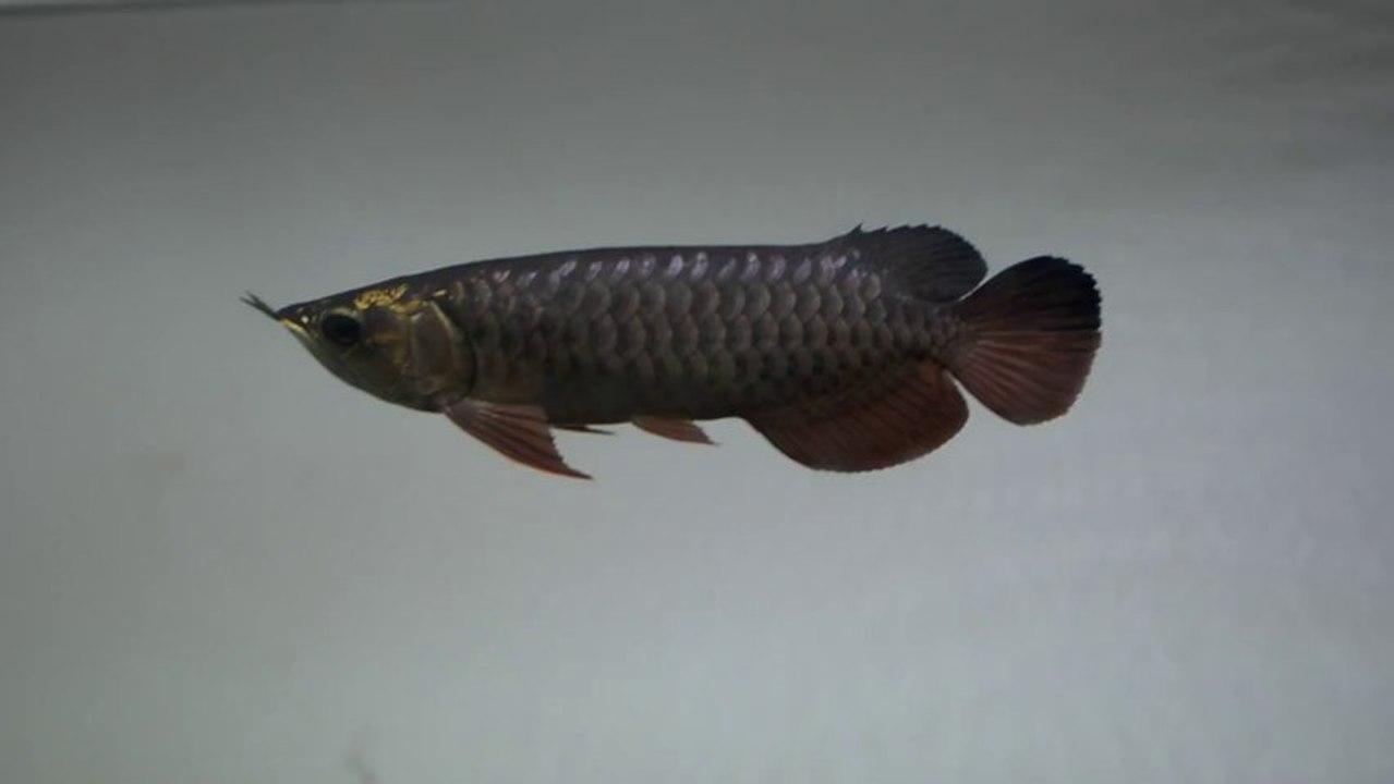 Dark Gold Arowana 2013