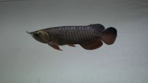 Dark Gold Arowana 2013