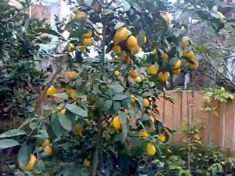 MAYER LİMONUMUZ SAMSUN ÇARŞAMBADALİMON FİDANİ KARADENİZ YEDİVEREN static1.dmcdn.net/images/header/logo_dailymotion.png.ve5ebb8f8167218983 SAKSİDALİMONlogo Dailymotion