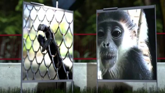 Espécies ameaçadas