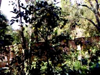 LİMONLARIMIZ VE DİĞER MEYVALARIMIZ