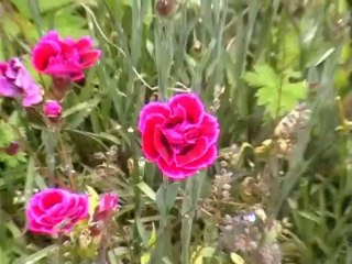 REGARDER ET ECOUTER LA NATURE