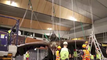 Águias de ‘O Hobbit’ invadem aeroporto