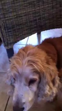 Syrius : dur dur la vie de papa avec une fille et une femme