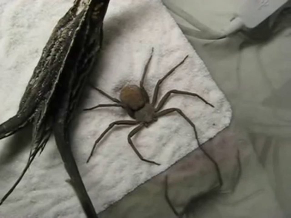 The Spider Who Couldn't Hide