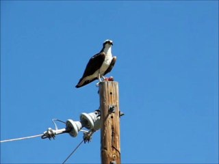 Osprey