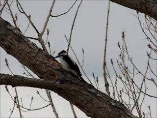 Downy Woodpecker