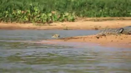 Jaguar surprend et emporte un alligator adulte