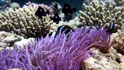 2013 Beautemps - Beaupré 055