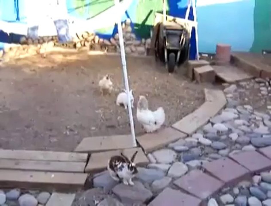 Chicken Police