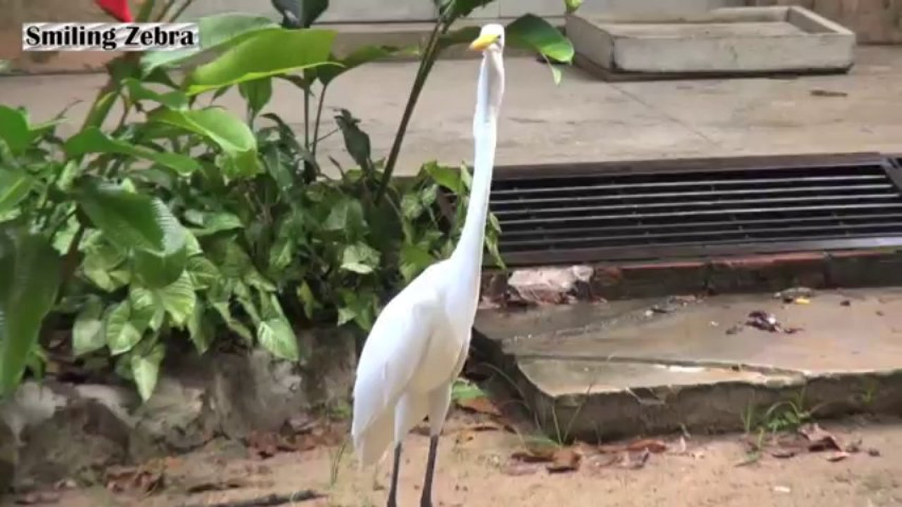 Egret Eating Mouse
