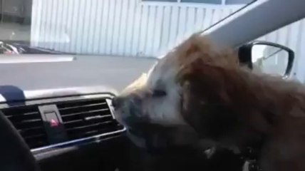 Puppy Vs. Air Conditioner