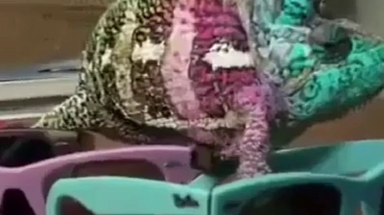 Amazing Creature ( Chameleon) By Hot Desi Video