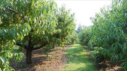 http:/tnnursery.net Tree Nursery Online - Tn Nursery