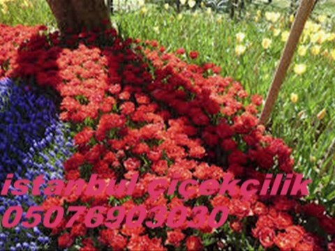 eyüp çiçekçi 0507 690 30 30