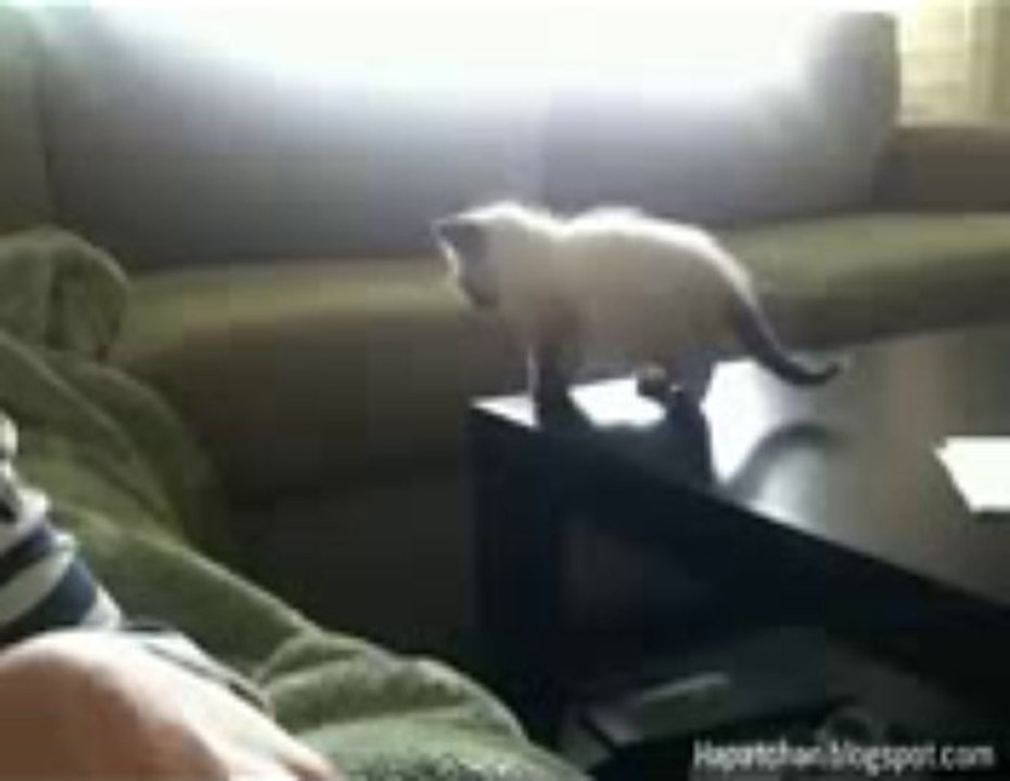 La chute la plus drole d un chaton