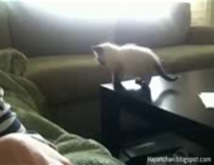La chute la plus drole d un chaton