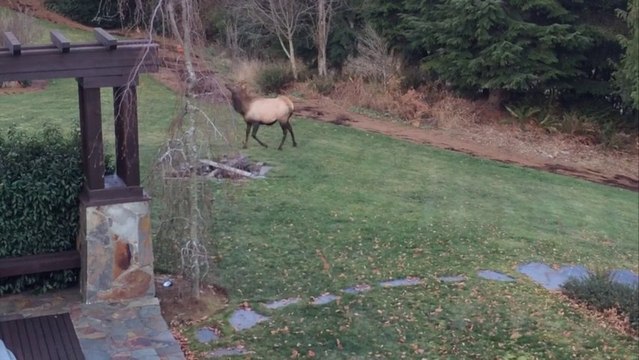 Un chien et un wapiti jouent ensemble