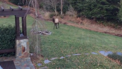 Un Cerf joue avec un chien!