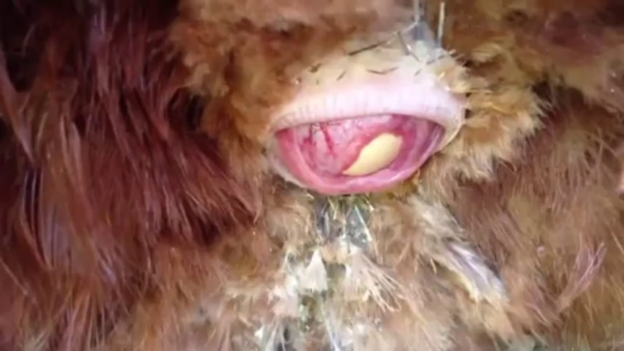 Oeuf Coince Dans Le Cloaque Poule
