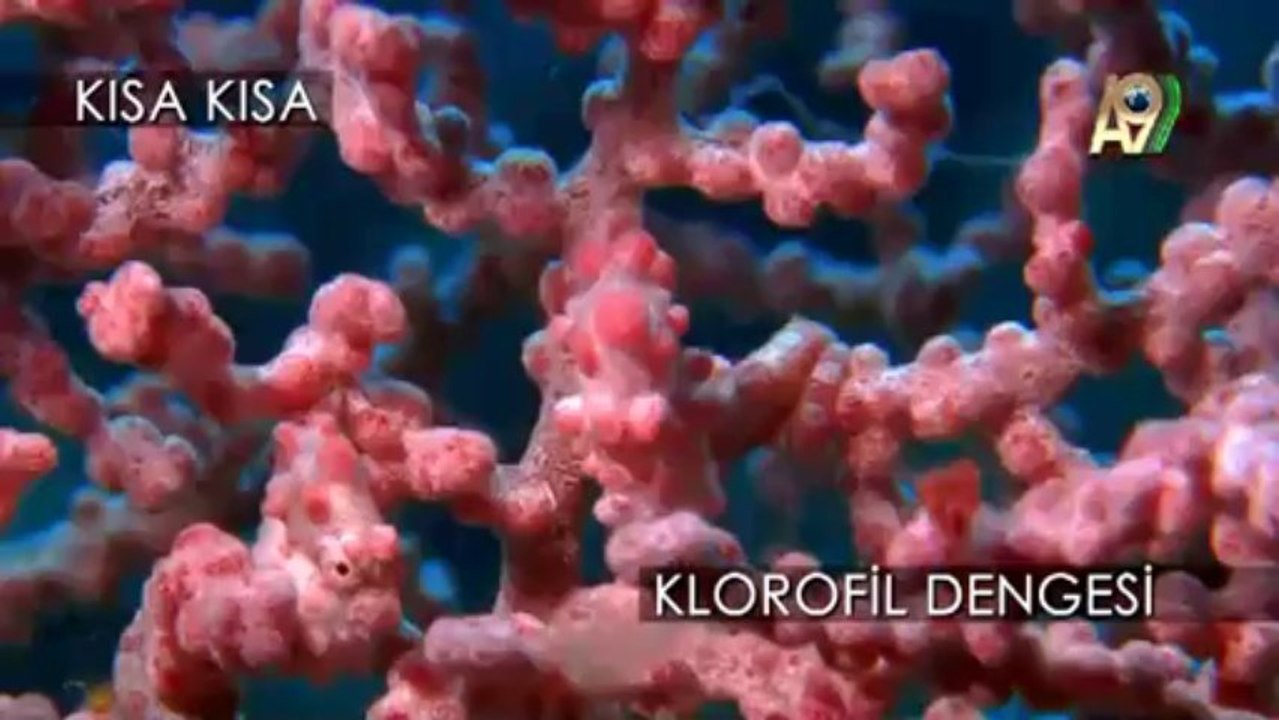 Klorofil dengesi