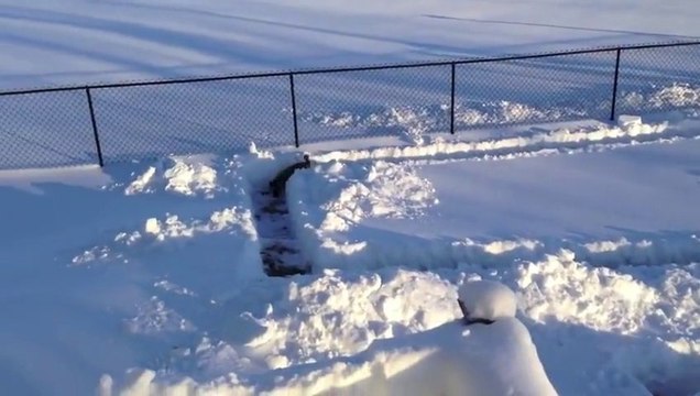 Dog Adorably Cheats In Snow Maze