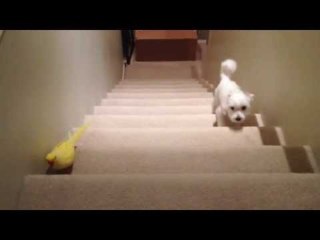 Dog Beats Parrot in Stair Race