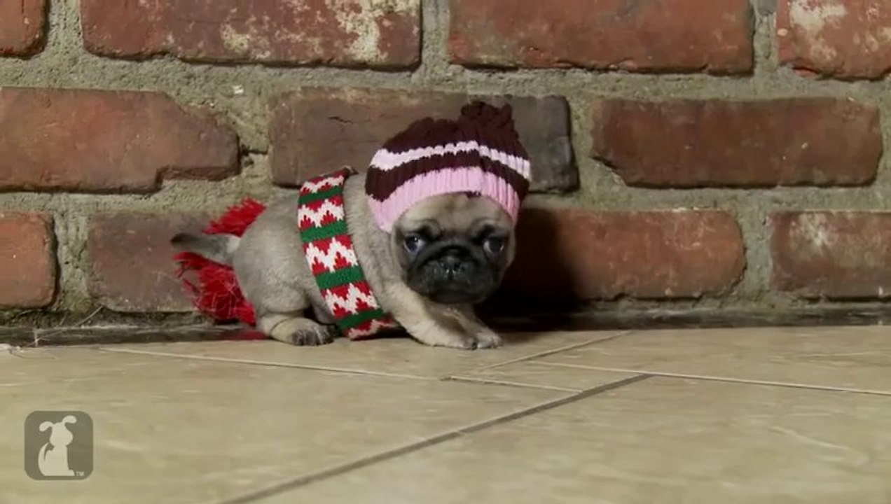 Home Alone: Pug Puppy Version