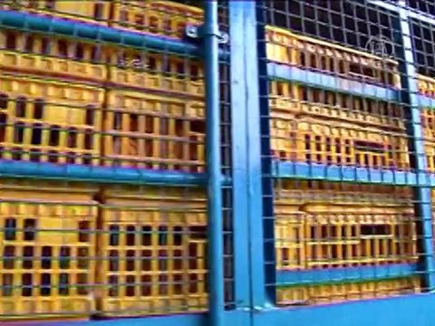 Птичий грипп H7N9 добрался до Гонконга