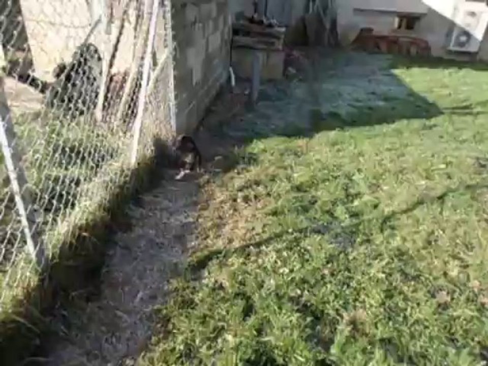 Chiots BEAGLE du Chemin des Piarris nés le 22 08 2013 ils ont 3 mois