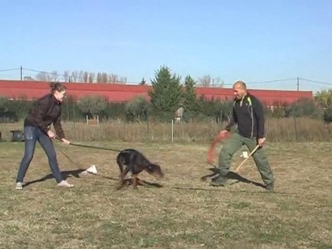 I'm The Best Des Brumes de Kahlan chiot dobermann 4 mois, débourrage Ring