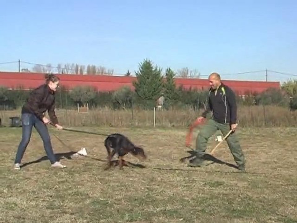 "I'm The Best Des Brumes de Kahlan" chiot dobermann 4 mois, débourrage Ring