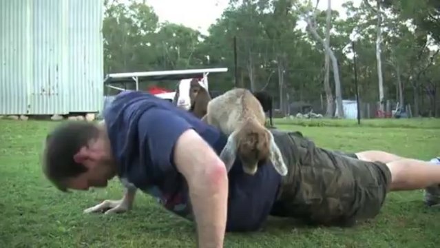 Un bébé chèvre sur le dos, il fait ses pompes tranquillement!