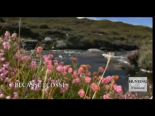 BECASSE ECOSSE