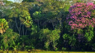 Landscape of Exception-Pantanal, Brazil