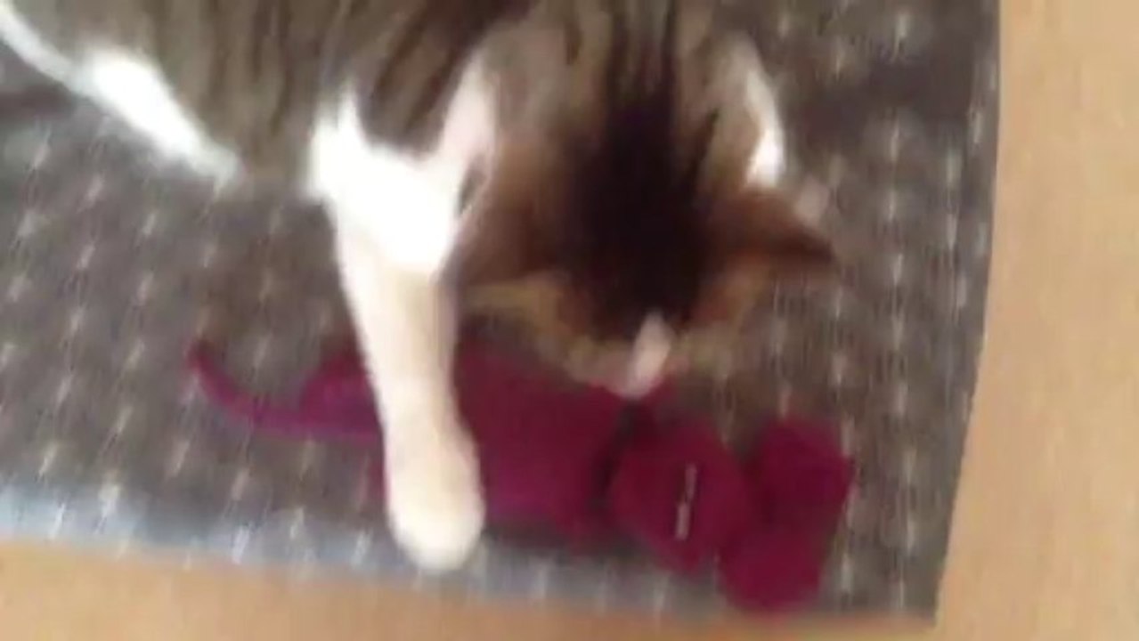 Eragon et sa souris