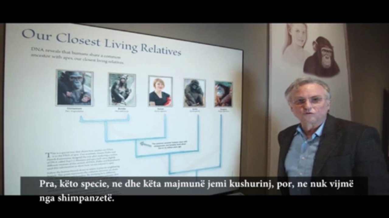 Riçard Doukins-Pse ekzistojnë akoma shimpanzetë (majmunët)