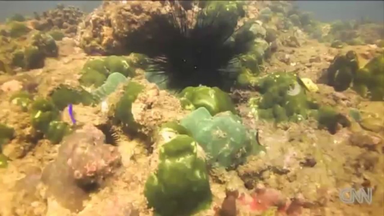 SavingPakistan'scoralreefs