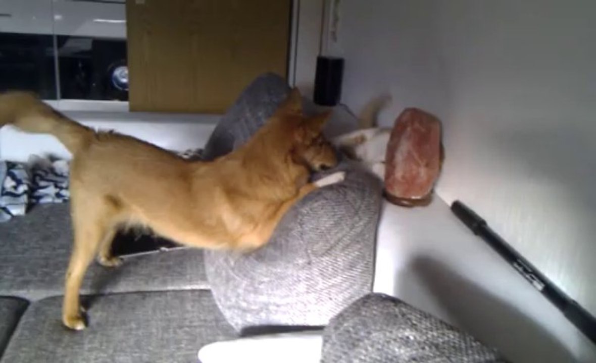 ahki und merlin