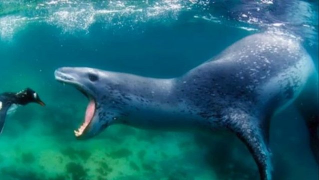 Perfectly-Timed Photos of Animals Hunting For Food