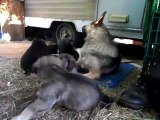 Nikita joue avec ses chiots devant la caravane !