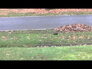 Download Video: Fainting Squirrel Tips Over on Food Forage