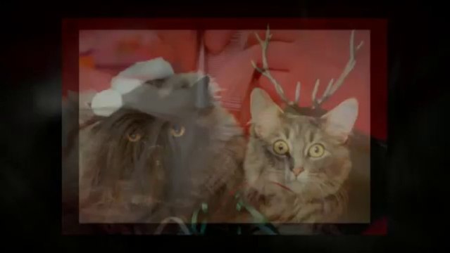 Brenda's Pet Grooming (760) 702-5460